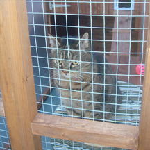 Netherfield Cattery