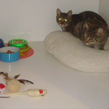 Netherfield Cattery