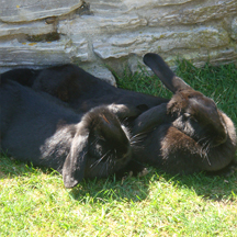 Netherfield Cattery