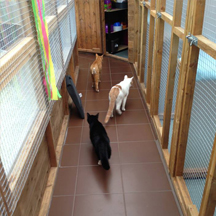 Netherfield Cattery