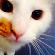 Netherfield Cattery