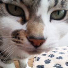 Netherfield Cattery