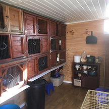 Netherfield Cattery