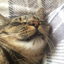 Netherfield Cattery