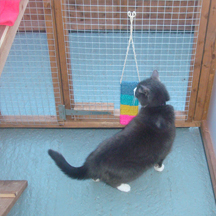 Netherfield Cattery