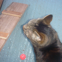 Netherfield Cattery