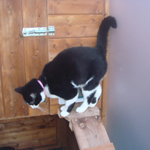 Netherfield Cattery