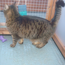 Netherfield Cattery