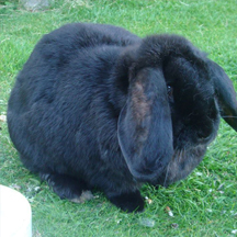 Netherfield Cattery